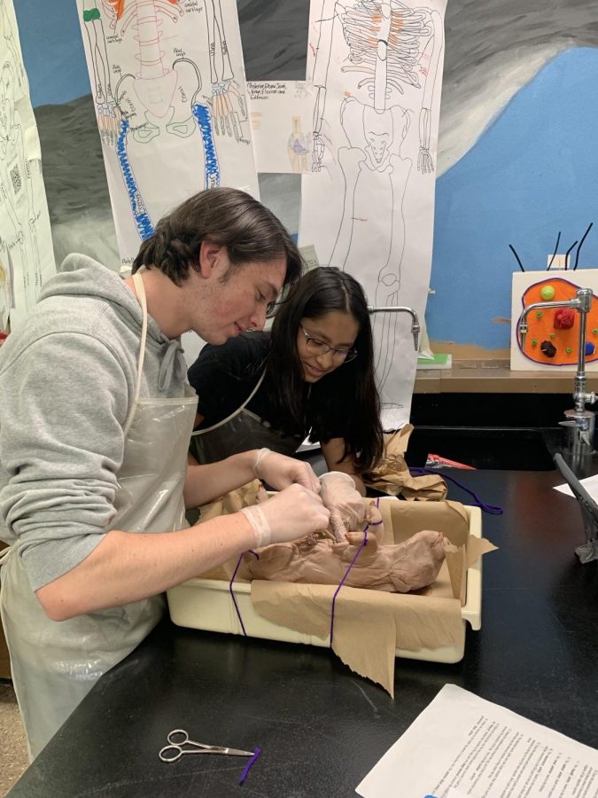 Sophomores Luke Leazenby and Celeste Ramirez poke around inside their fetal pig on Friday, May 10. They worked together to investigate the structure of specific organs included in their lab requirements.