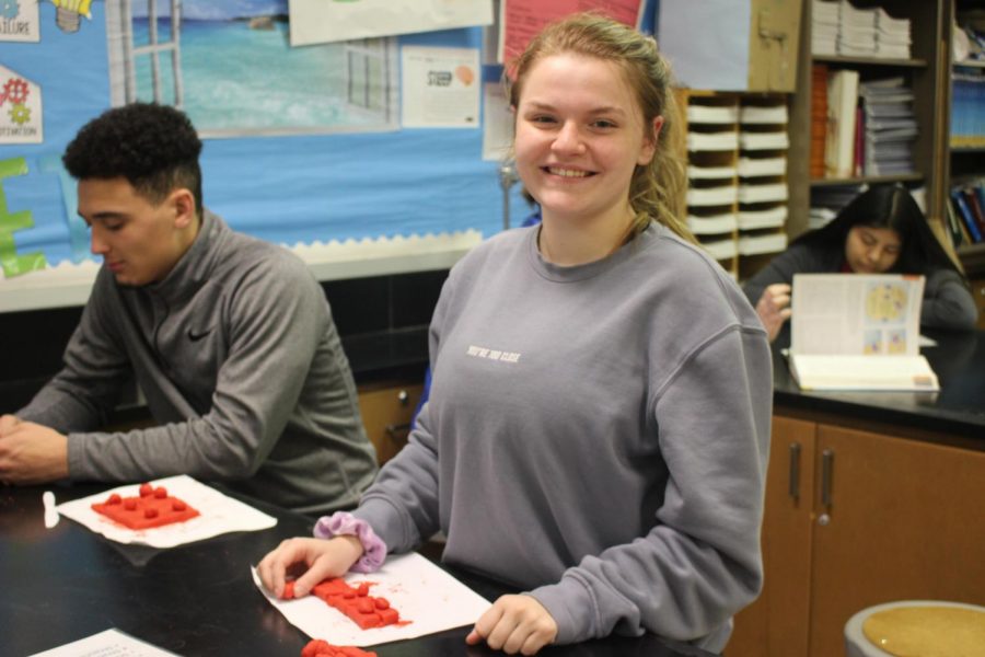 Junior Madison Law builds a structure of a stratified squamous epithelium tissue out of clay on Monday, Nov. 4.