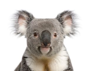 Save the Koalas