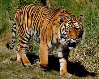 Tiger King uncovers some of the most evil and vile parts of the animal trade and the intricacies of interpersonal relations between private zoo owners. And the animal shots are stunning.