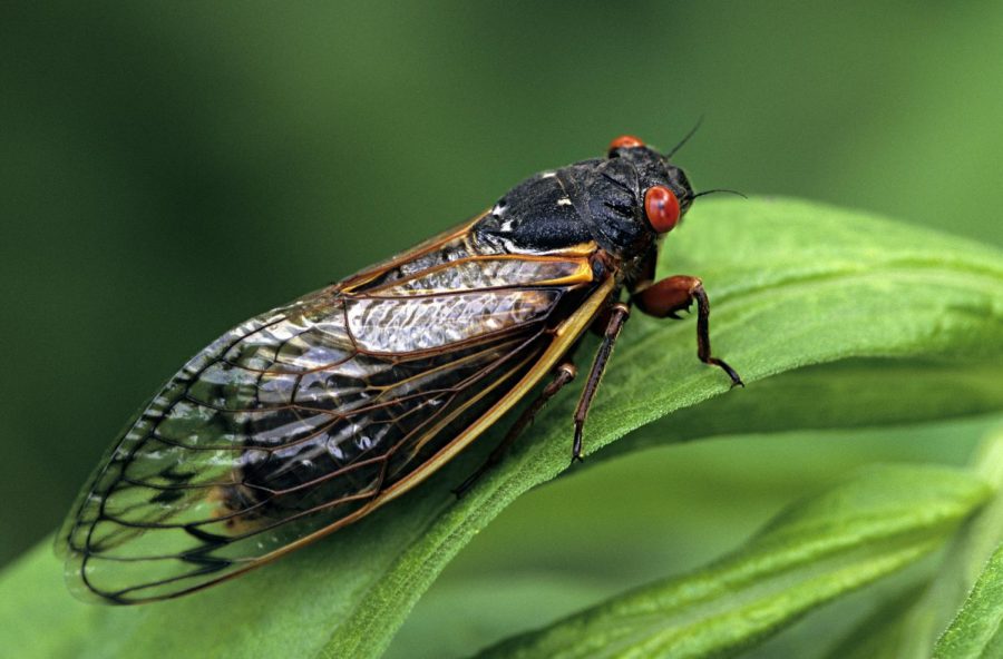 Cicadas: What The Buzz?