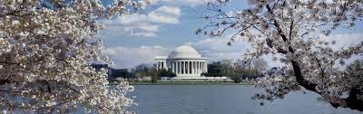 Washington Can Thank Japan For The Cherry Trees!