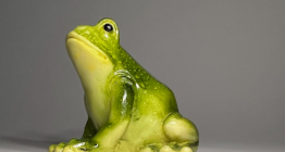 FROGS: Slimy By Nature But Incredibly Awesome!