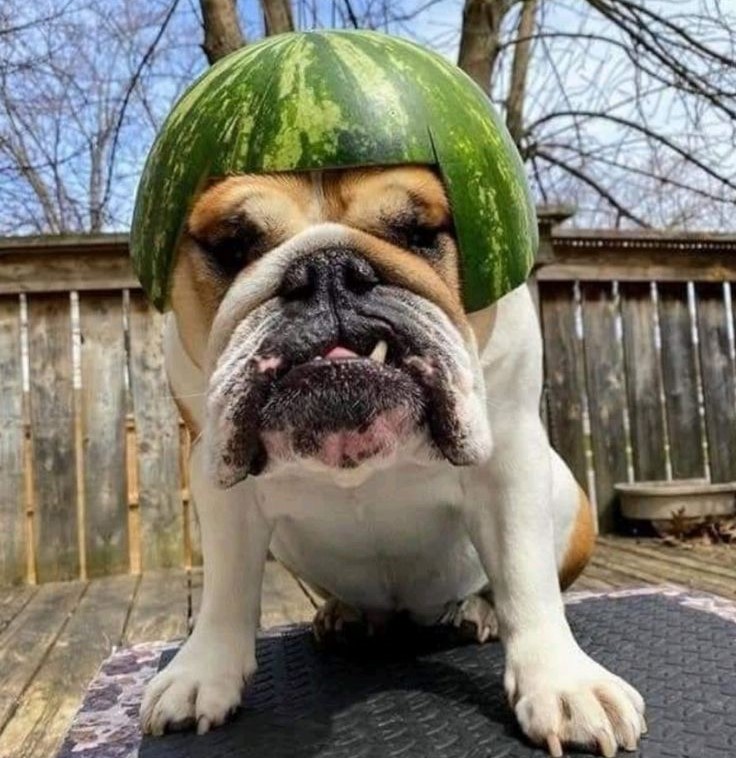 Fur Babies And Fashion: A Melon-Headed Idea?